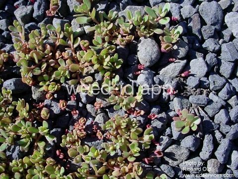purslane, common